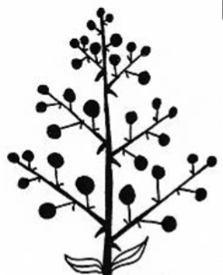 <p>identify the inflorescence</p>