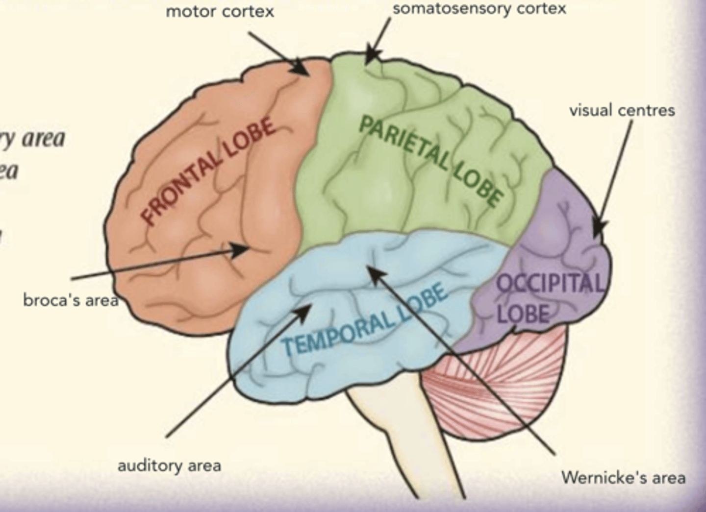 Diagram Of AQA A Level Psychology - Biopsychology: | Quizlet Flashcards ...