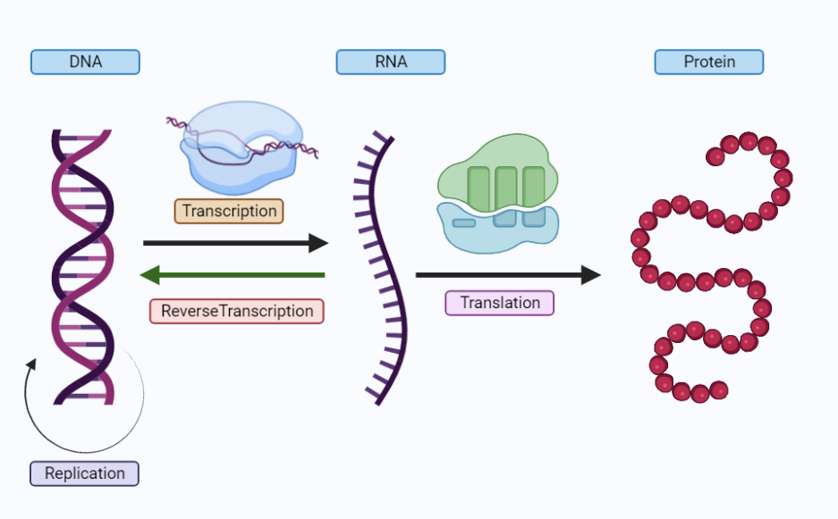 <p><span>is a fundamental principle that explains the flow of genetic information in living organisms. it states that genetic information flows from dna to rna to proteins, but not the reverse. </span></p>