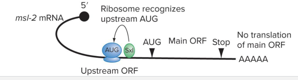 <ul><li><p>Upstream open reading frame can be translated instead of the main ORF</p></li><li><p>Regulators can bind the uORF to encourage or discourage its translation</p></li></ul><p></p>
