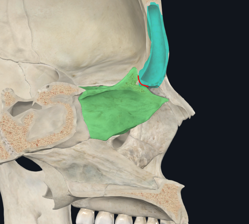 <p>Borde superior del etmoides</p>