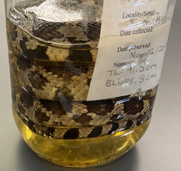 <p>Pantherophis vulpinus</p><p>Eastern Fox Snake</p><p>Endangered/Threatened</p><p>Family Colubridae</p><p>Yellow to brown background colour</p><p>Large dark blotches along the back with smaller blotches on the side of body</p><p>Belly is cream to yellow with black checkerboard pattern</p><p>Head of an adult is copper brown</p><p>Young snakes have a grey to tan background colour with dark bordered, red-brown blotches.</p><p>Found in Great Lakes Basin</p><p>If threatened it will vibrate the tip of its tail, release a foul-smelling lipid from its cloaca, assume a defensive strike position and actively defend itself.</p><p>Kills prey by suffocation</p><p>Scales are weekly keeled</p>