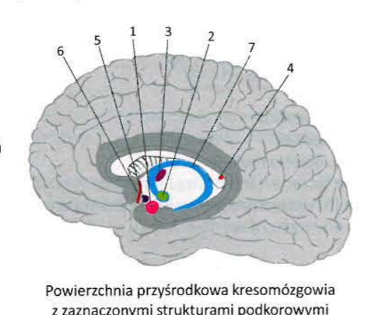 <p><strong>1 Amygdaloid body</strong></p><p><strong>2 Hypothalamus</strong></p><p><strong>3 Thalamus</strong></p><p><strong>4 Epithalamus</strong></p><p><strong>5 Nucleus accumbens</strong></p><p><strong>6 Septal nuclei </strong></p><p><strong>7 Fornix</strong></p>
