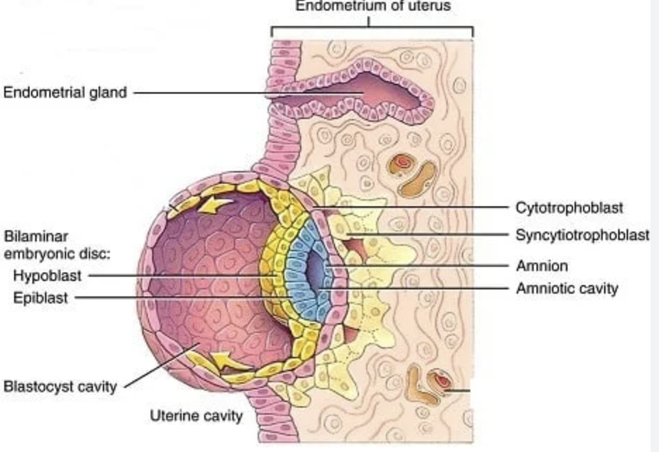 <p>Fluid space forming between embryoblast and trophoblast (~day 8).</p>