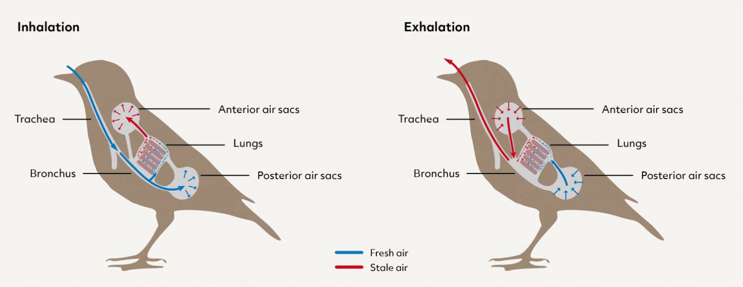 <p><span>Air →</span><strong>beak</strong><span>→ </span><strong>trachea</strong><span>→ </span><strong>posterior air sacs</strong><span> (behind the lungs) during the </span><strong>1st inhalation</strong><span>.</span><br><strong>1st Exhalation</strong><span>: Air from <strong>posterior air sacs</strong> → </span><strong>lungs</strong><span>.</span><br><strong>2nd Inhalation</strong><span>: Air from <strong>lungs</strong> →</span><strong> anterior air sacs</strong><span>.</span><br><strong>2nd Exhalation</strong><span>: Air from <strong>anterior air sacs</strong> → </span><strong>exits through the beak</strong><span>.</span></p>