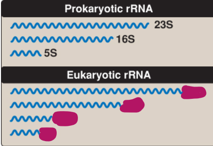 <p>What is the size of eukaryotic rRNA?</p>