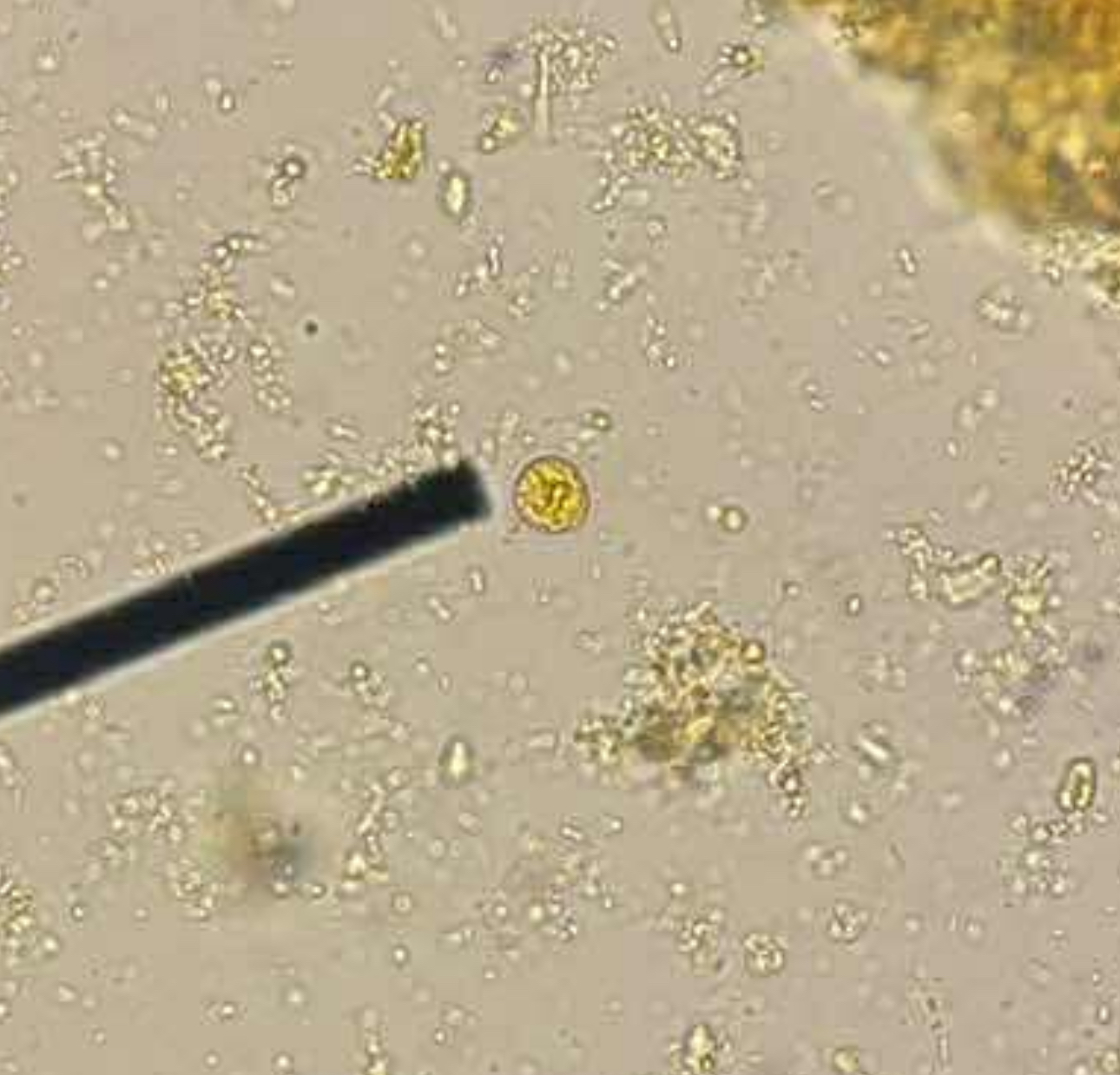 <p>A. stage/form</p><p>B. stain used</p><p>C. distinguishing characteristics</p><p></p>