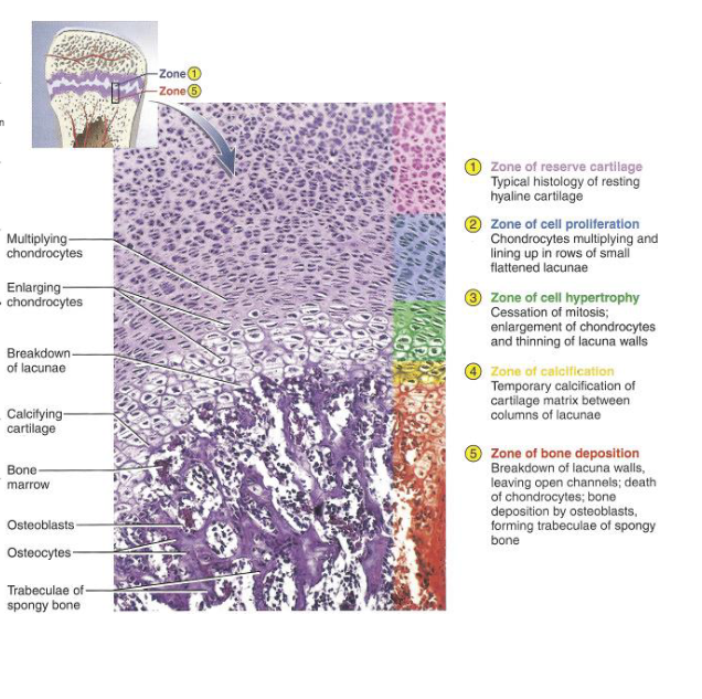 <p>Resting (Reserve): Storage Zone</p><p>Proliferative: Chondrocytes rapid division drive elongaton</p><p>Hypertrophic: Chondrocytes Elarge</p><p>Calcification: Mineralization chondrocyte death</p><p>Ossification: Calvilary: Osteogenitor/ Osteoblaste</p><p>Longitudinal Growth</p>
