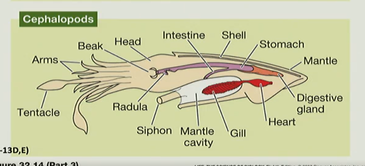 <p>how does the cephalopod’s body plan differ from the generalized mollusk body plan? (i.e what are the modifications)</p>