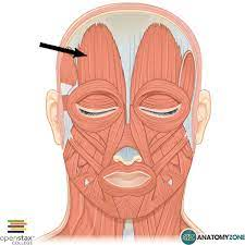 <p>What muscle is this? What action does this muscle perform?</p>