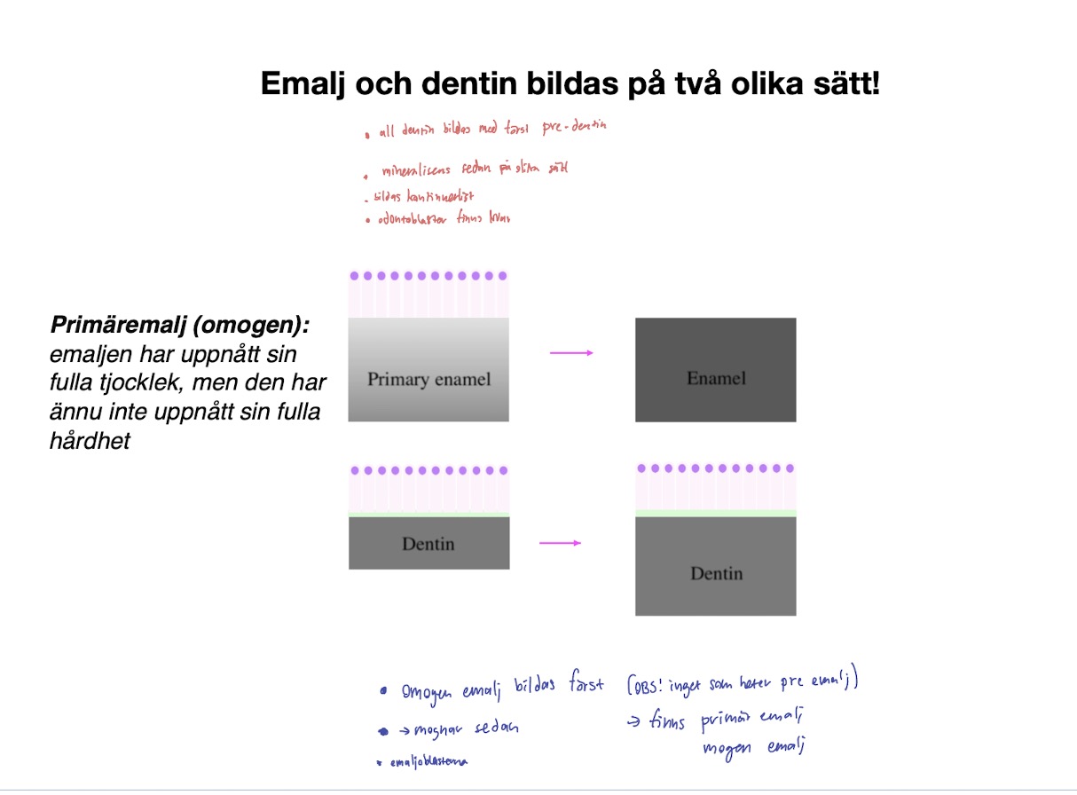 <p>Dentin:</p><ul><li><p>1. <mark data-color="blue" style="background-color: blue; color: inherit">Pre-dentin EJ fullständig tjocklek </mark>(organiskt matrix formas)</p></li><li><p>2. <mark data-color="blue" style="background-color: blue; color: inherit">Mineralisering –&gt; blir tjockare</mark> (sker utfällning)</p></li><li><p><span style="color: rgb(129, 127, 127)">2 förlopp sker samtidigt, bildas kontinuerligt</span></p></li><li><p><span style="color: rgb(129, 127, 127)">Odontoblaster finns kvar</span></p></li></ul><p>Emalj:</p><ul><li><p>1. <strong><mark data-color="red" style="background-color: red; color: inherit">Primär</mark></strong><mark data-color="red" style="background-color: red; color: inherit"> emalj är i <u>fullständig tjocklek</u> (30% mineraliserad,</mark> utfällning) hög halt emaljproteiner</p></li><li><p>2. <mark data-color="red" style="background-color: red; color: inherit"><u>Mineralisering</u> av emalj bidrar till högre mineralinnehåll (90%)</mark> (under mognadstadiet avlägsnas emaljproteinerna mha enzym KLK-4, samtidigt som mineraler tillsätts)</p></li><li><p><span style="color: rgb(132, 130, 130)">2 förlopp sker EJ samtidigt</span></p></li><li><p><span style="color: rgb(132, 130, 130)">Ameoblasterna försvinner</span></p></li></ul><p></p>