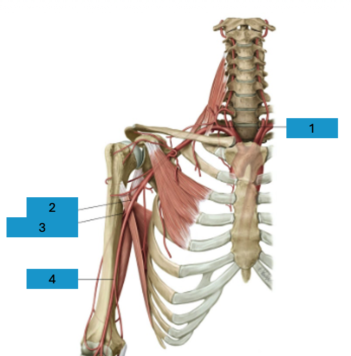 <p>Arteriën bovenarm</p>