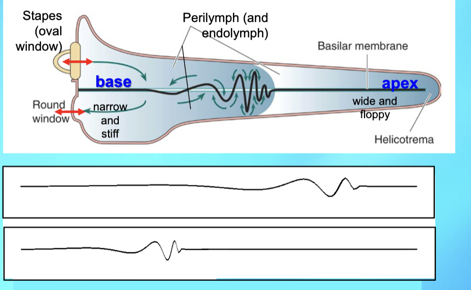 <p>Stapes movement evokes a traveling wave on the basilar membrane.</p><ul><li><p>Low frequency: vibrations greatest at apex</p></li><li><p>High frequency: vibrations greatest at base (tonotopy more accurate)</p></li></ul><p></p><p>If frequency too low → membranes don’t move & fluid flows from SV to ST, goes thru helicotrema </p>