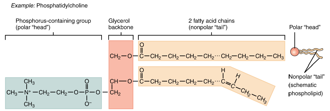 <p>bond b/w glycerol component of lipid n phosphorous molecule. Diglyceride tail (nonpolar, hydrophobic). Phosphorus containing head (polar, hydrophilic)</p>