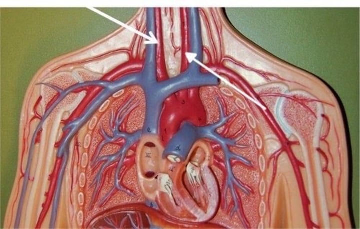 <p>IDENTIFY THIS STRUCTURE</p>