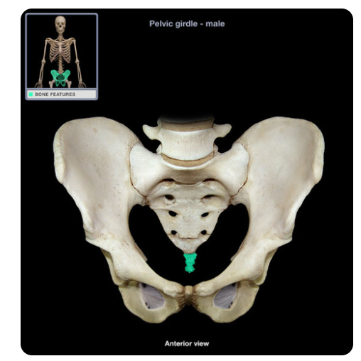 tailbone