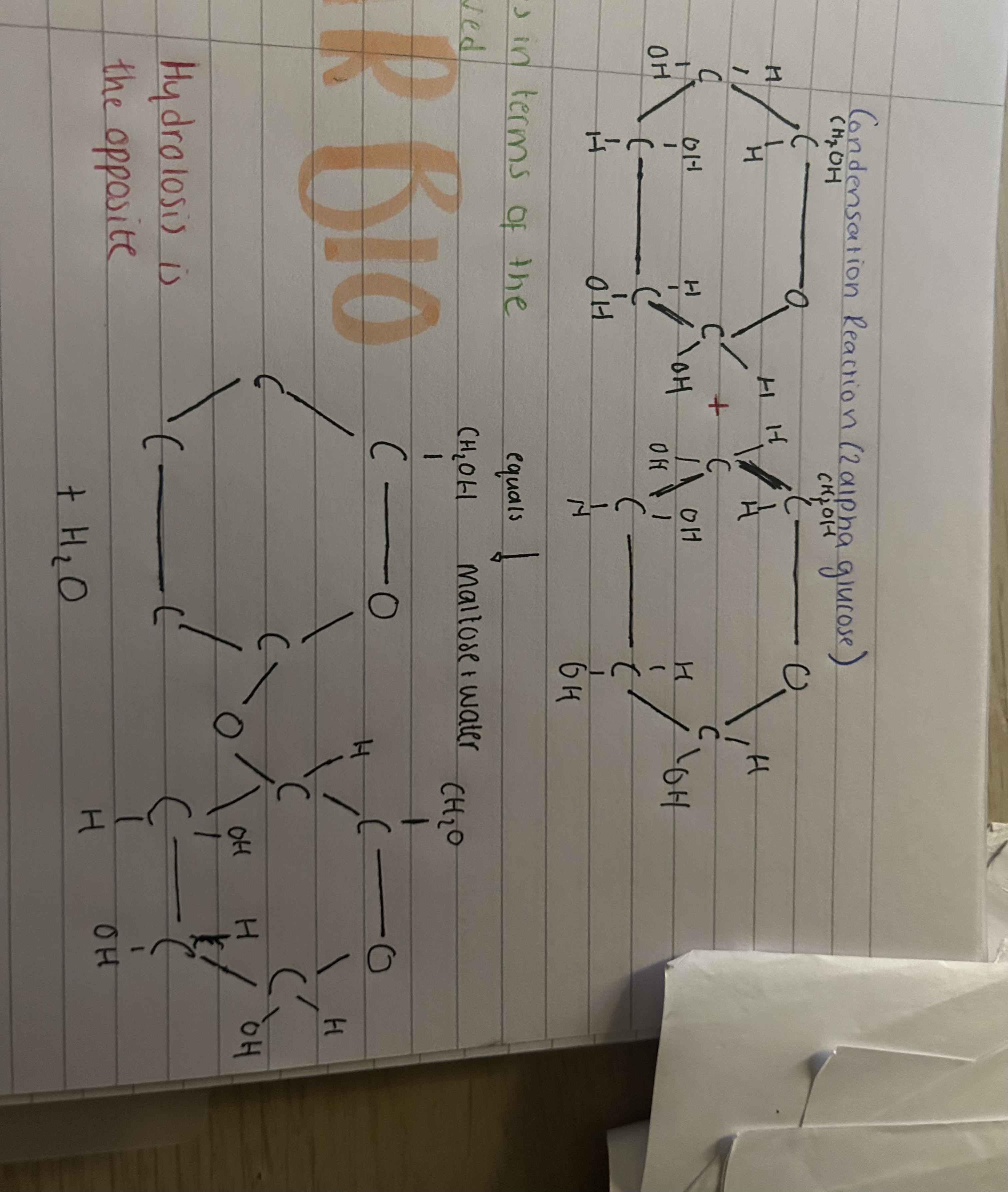 <p>Maltose + water</p>