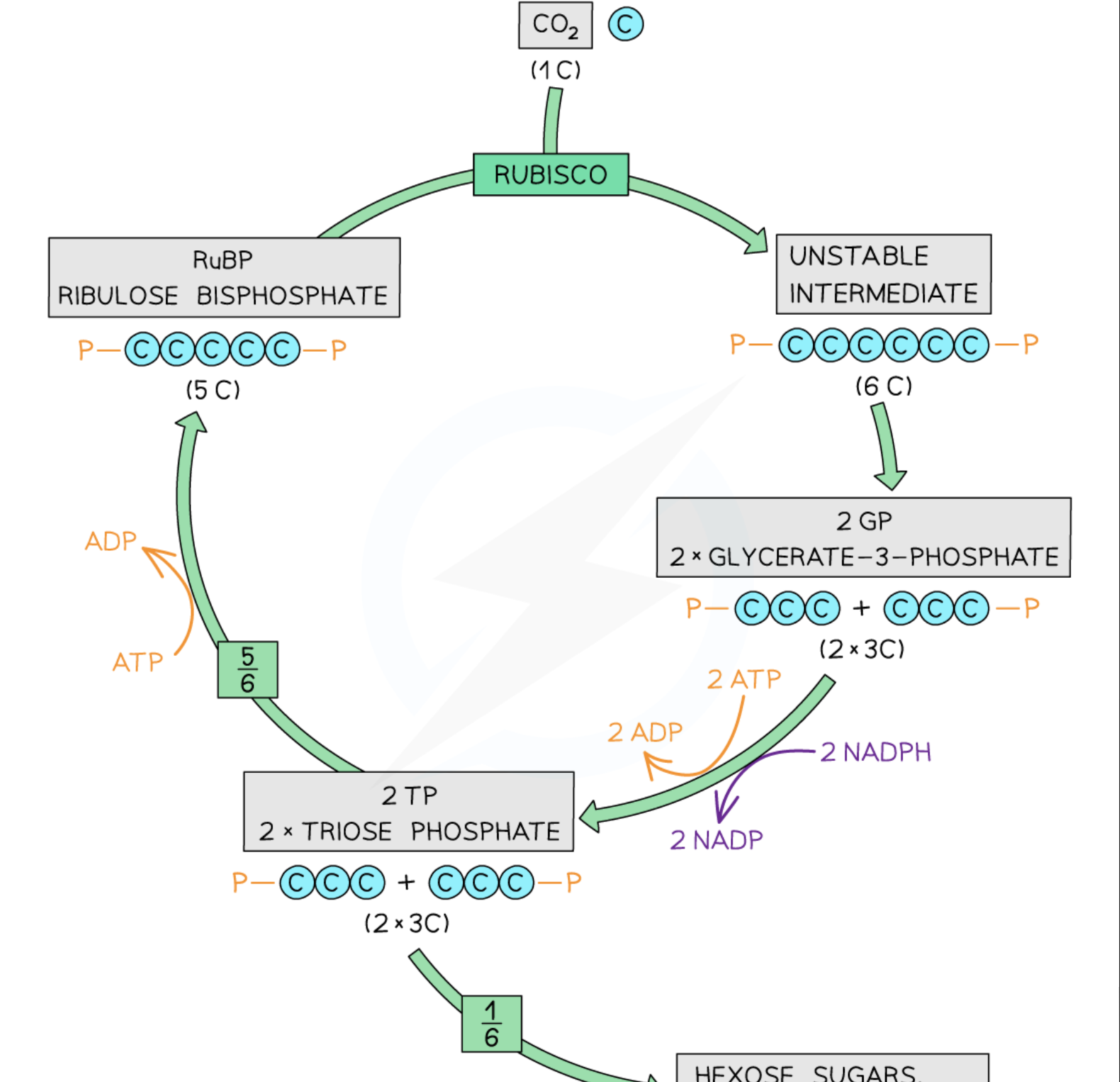 knowt flashcard image