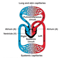 1. In the first one, the heart pumps deoxygenated blood to the gas exchange surfaces in the lungs to take in oxygen. The oxygenated blood then returns to the heart.
2. In the second one, the heart pumps oxygenated blood around all the other organs of the body. The blood gives up its oxygen at the body cells and the deoxygenated blood returns to the heart to be pumped out to the lungs again.
