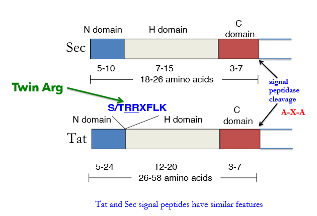 <p>A protein translocation system that transports fully folded proteins across the inner membrane of bacteria.</p><p>Terminal signal peptides on the proteins have a highly conserved Arginine-Arginine (RR) motif (twin arginine leader sequence/ the recognition motif)</p><p>Many proteins related to virulence are translocated via Tat System</p>