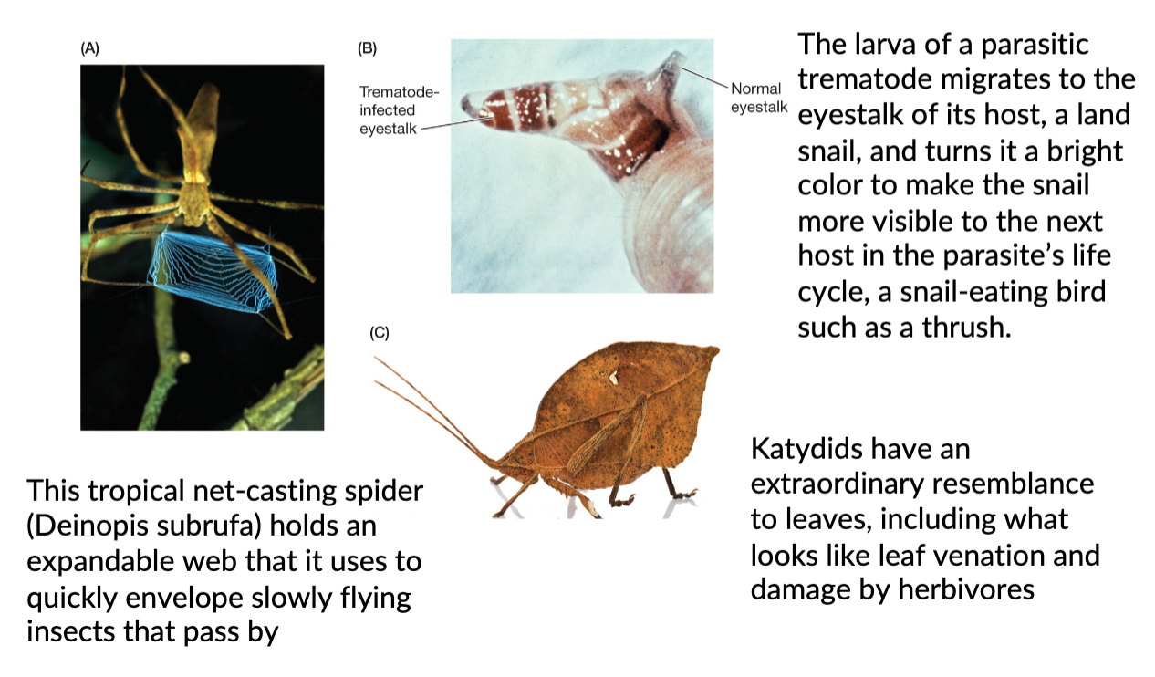 EX: extraordinary adaptations of predators, parasites, and prey -