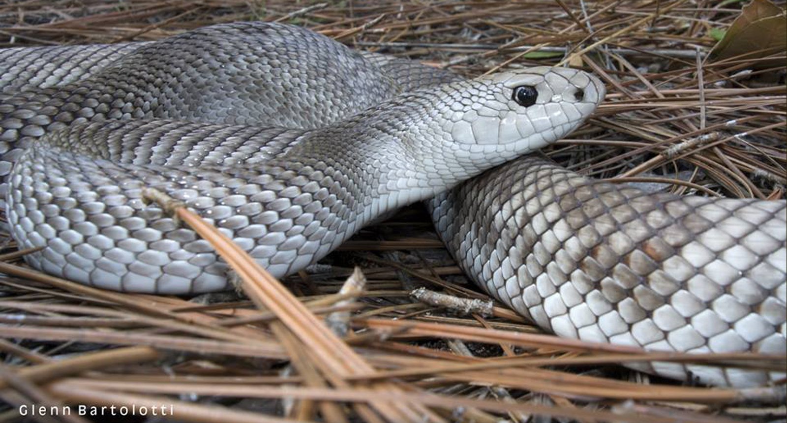 Florida pine snake