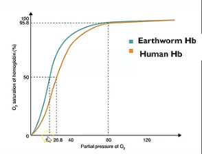 <p>Describe what’s happening at lower and higher partial pressure in this oxygen dissociation curve showcasing earthworm haemoglobin and why it’s an advantage.</p>