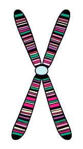 <p>DNA wound up (only right before mitosis)</p><ul><li><p>wound around histones (proteins)</p></li><li><p>a group of histones = nucleosomes</p></li><li><p>Sister chromatids – copies of chromosomes made before mitosis</p></li><li><p>Centromere – visible construction that holds the sisters together</p></li></ul>