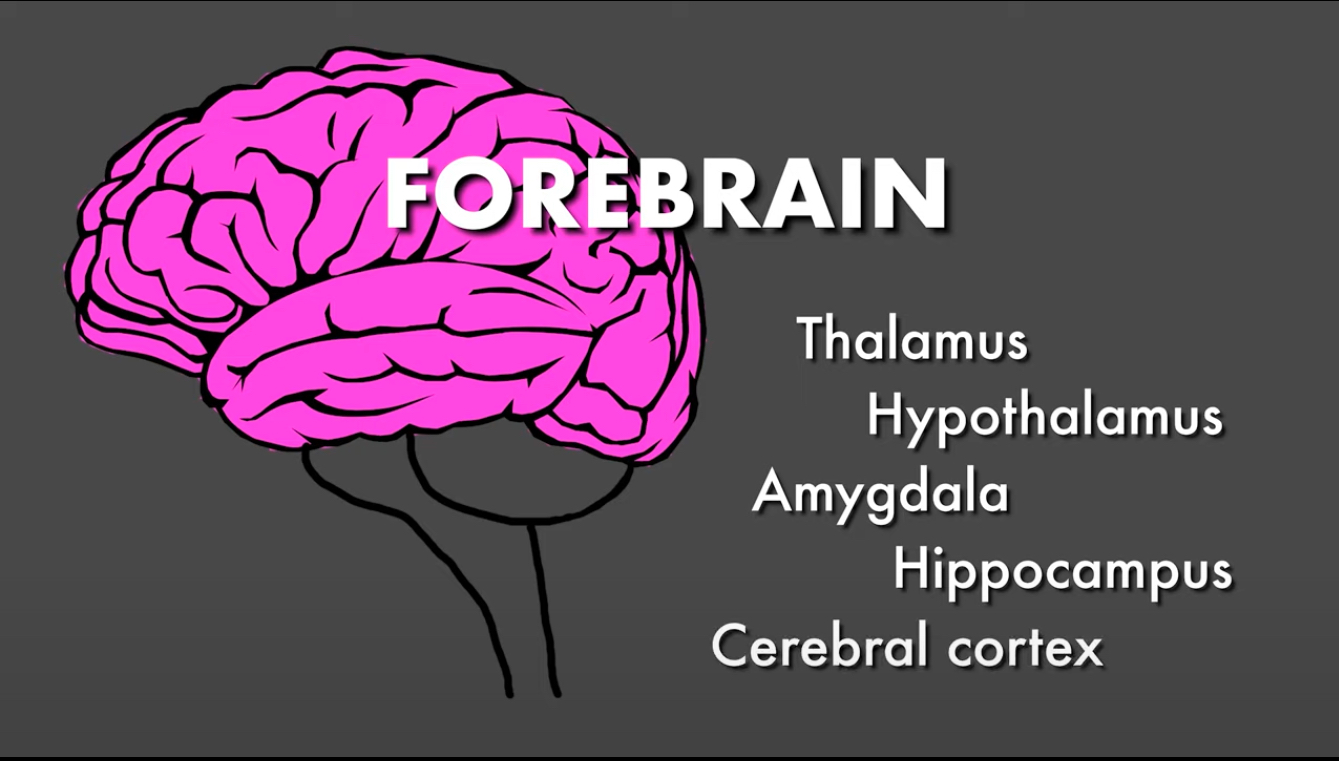 <p>Forebrain</p>