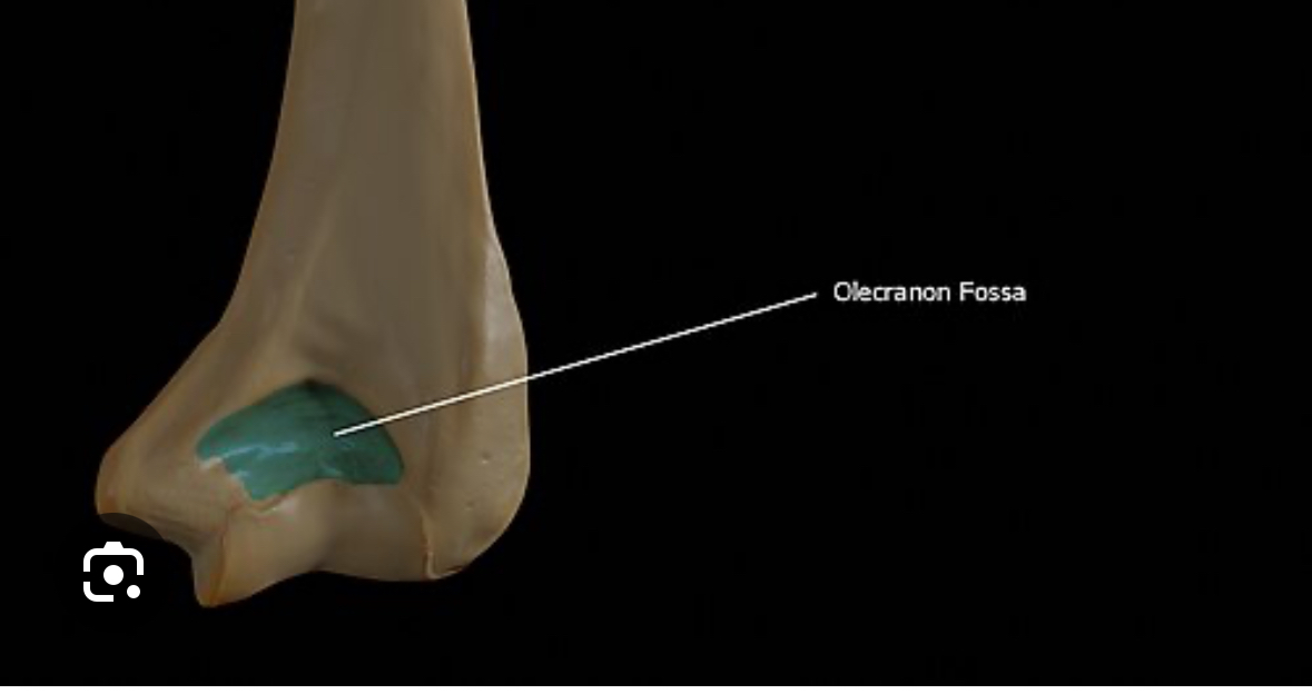 <p>olecranon fossa</p>