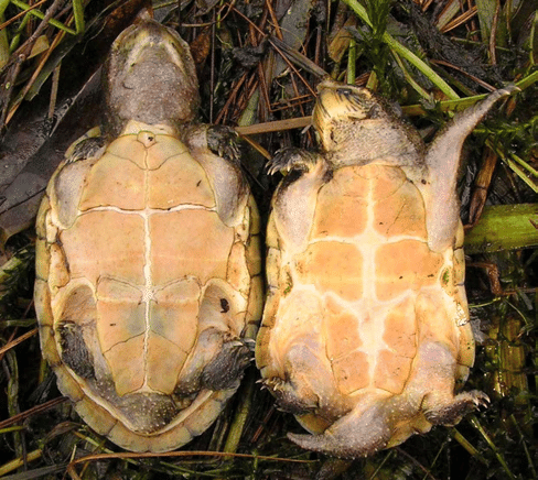 <p>Kinosternidae</p><p><em>Sternotherus minor, </em>Loggerhead Musk Turtle</p><p>Female left, male right. Males have thicker tails with thicker bases</p>