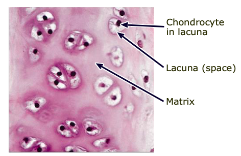 <p>most common type of cartilage; has tiny, nearly invisible collagen fibers called fibrils; found in ends of long bones, costal cartilages, respiratory structures, and the fetal skeleton</p>