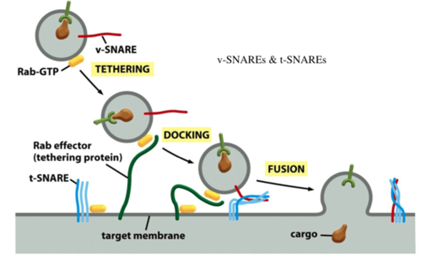 <p>Ca2+ dependent complexes that fuse NT vesicles to the presynaptic membrane to release NTs</p>