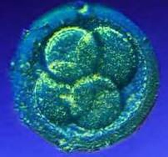 <p>Stem cells divide to form one daughter cell that remains a stem cell and a second that differentiates.</p>