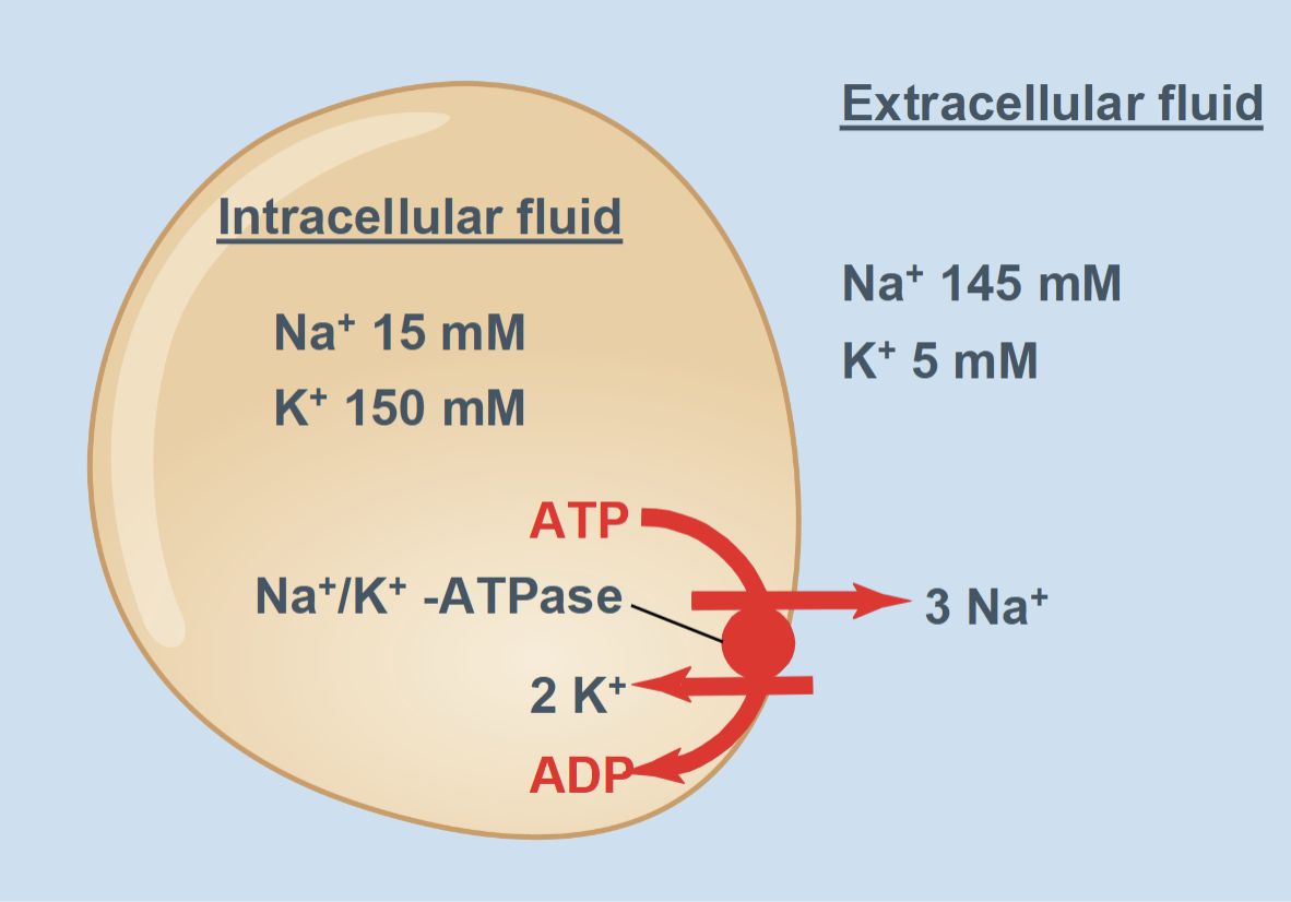 <ul><li><p>Direction: Against the concentration gradient (<u>requires energy from ATP</u>)</p></li><li><p>Proteins involved: Pumps (ATPases)</p></li><li><p>Examples and tissue specialization:</p></li><li><p>Na⁺/K⁺-ATPase in all cells → maintains resting membrane potential and osmotic balance</p></li><li><p>H⁺/K⁺-ATPase in stomach parietal cells → secretes acid for digestion</p></li><li><p>Generates ion gradients used for signaling, volume control, and secondary transport</p></li></ul><p></p>