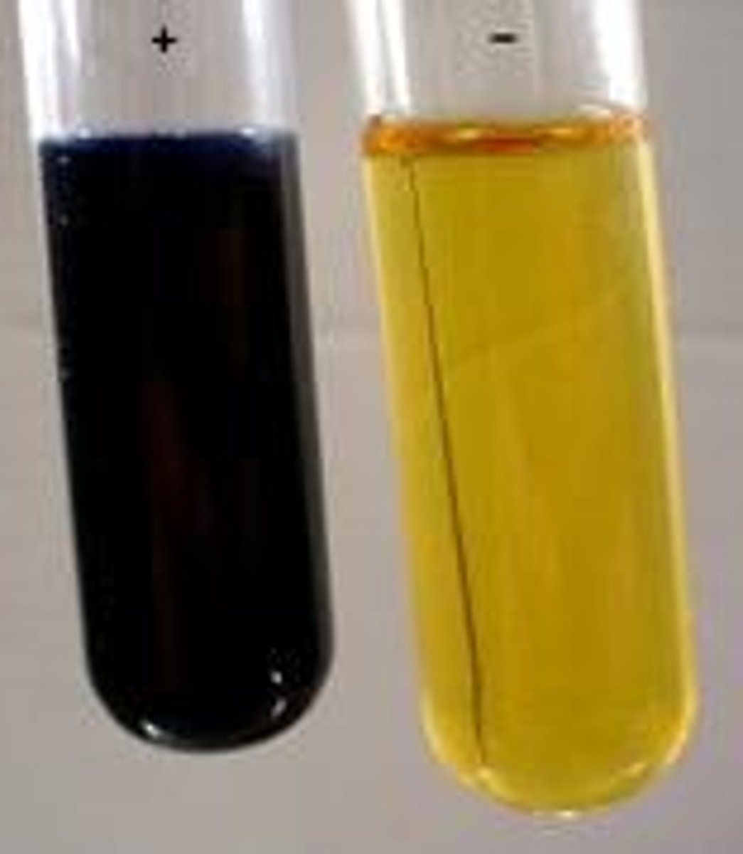 <p>Turns from yellow-brown or orange to blue-black in the presence of starch</p>