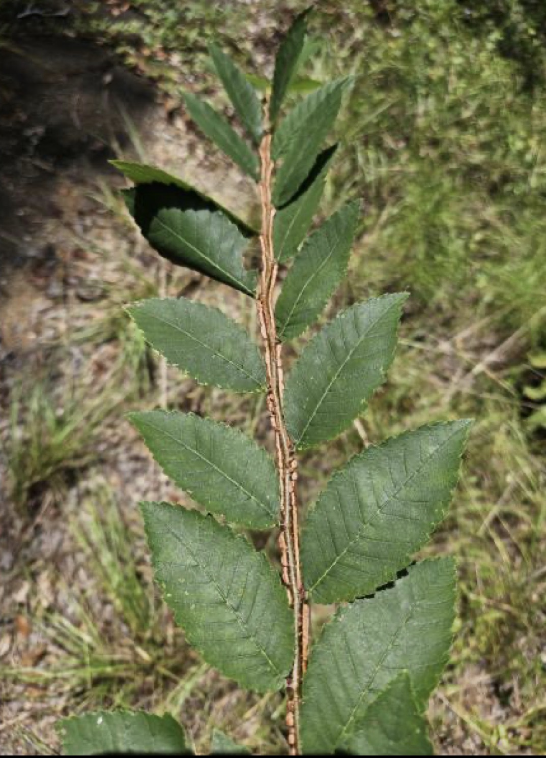 <p>winged elm </p>