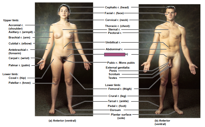 <p>Based on this anterior view, what is this region?</p>