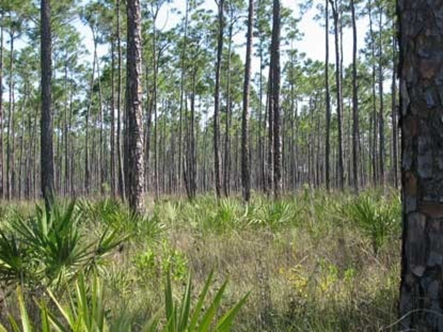 <p>Limestone ground, no soil <br>Widest variety of vegetation<br>most endangered habitat<br>high and dry <br>Fire dependent</p>