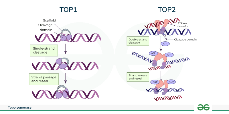 <p>Topoisomerases</p><ul><li><p>Enzymes that change the topology of DNA by breaking and rejoining its strands</p></li></ul><p></p>