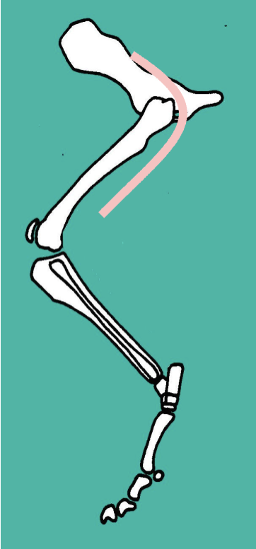 <p>Route:</p><ul><li><p>Dorsal surface of ilium → passes CAUDAL to hip (very close to hip joint) → runs DEEP to biceps femoris&nbsp;</p></li></ul><p></p><p>Supplies the CAUDAL thigh muscles:</p><ul><li><p><strong>Biceps femoris&nbsp;</strong></p></li><li><p><strong>Semitendinosus&nbsp;</strong></p></li><li><p><strong>Semimembranous&nbsp;</strong></p></li></ul><p>Therefore functions as hip EXTENSORS / limb RETRACTORS, and stifle FLEXORS</p><p></p>