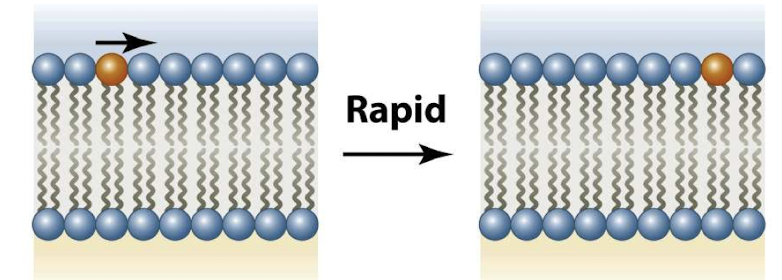 <ul><li><p>Pairwise exchange of neighboring phospholipid molecules in the same bilayer leaflet </p></li><li><p>lipids are highly mobile </p></li><li><p>Rapid diffusion </p><p></p></li></ul><p></p>