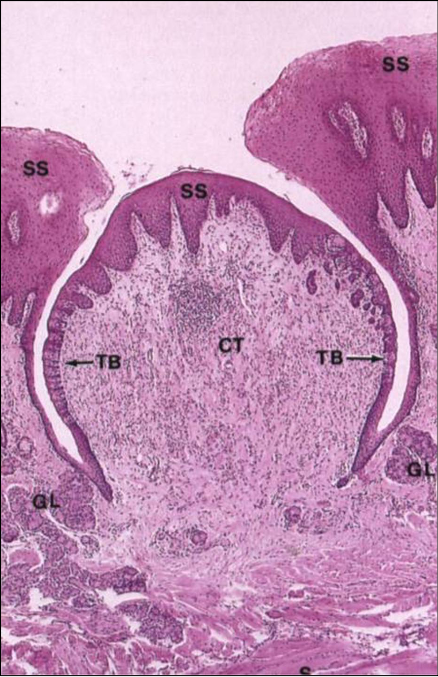 <p>ID the image. BE SPECIFIC</p>