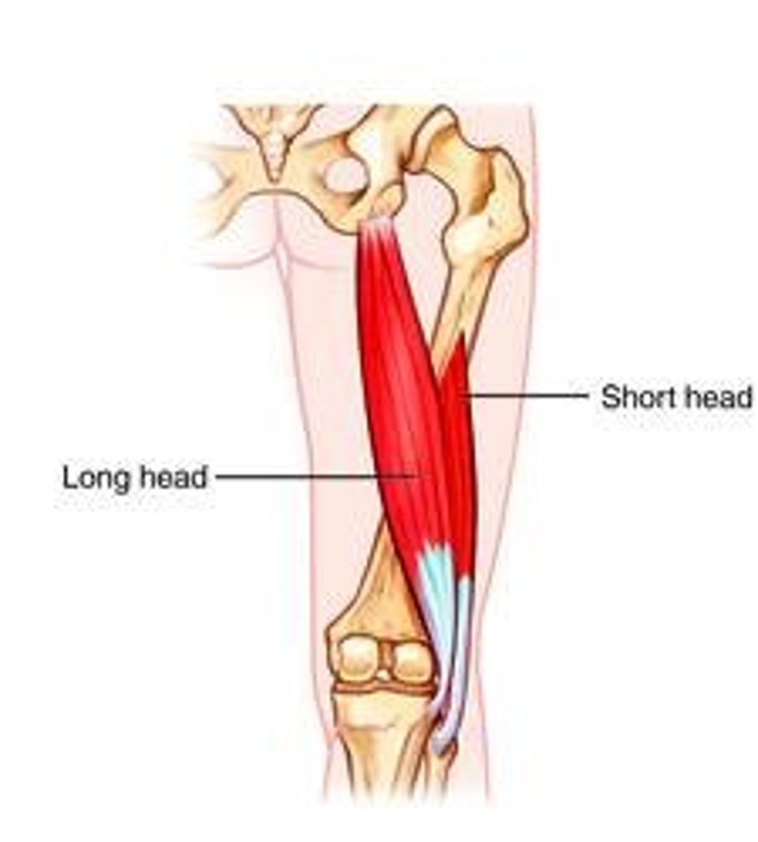 <p>-Origin tuberosity of the ischium, linea aspera, femur</p><p>-Insertion the head of the fibula which articulates with the back of the lateral tibial condyle</p><p>-Nerve</p><p>=long head: tibial nerve</p><p>=short head: common fibular nerve</p><p>-Actions</p><p>=flexes knee joint,</p><p>=laterally rotates knee joint (when knee is flexed),</p><p>=extends hip joint (long head only)</p><p>-Antagonist Quadriceps muscle</p>