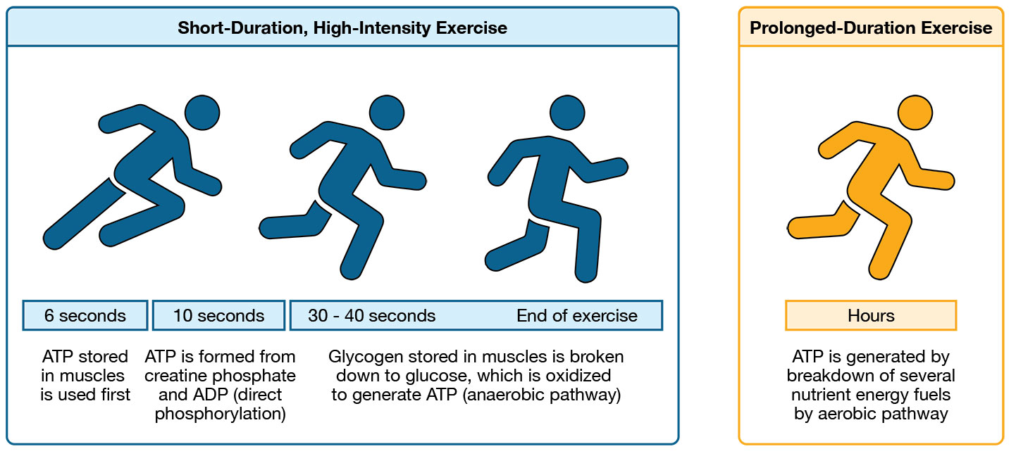 <p>For events lasting from <strong>30 seconds to 3 minutes, </strong>the body uses carbohydrate under anaerobic conditions. </p><ul><li><p>Example Activity: 400m sprint </p></li><li><p>Con: Produces Latic acid as a byproduct which can lead to muscle fatigue. </p></li></ul><p></p>
