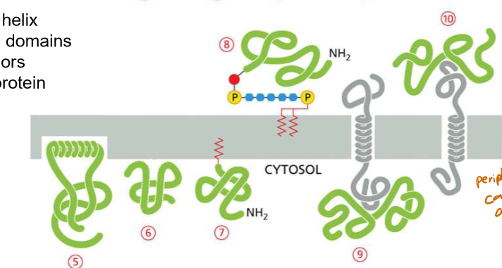 <ul><li><p>Single-pass proteins</p></li><li><p>multi-pass proteins.</p></li></ul><p></p>