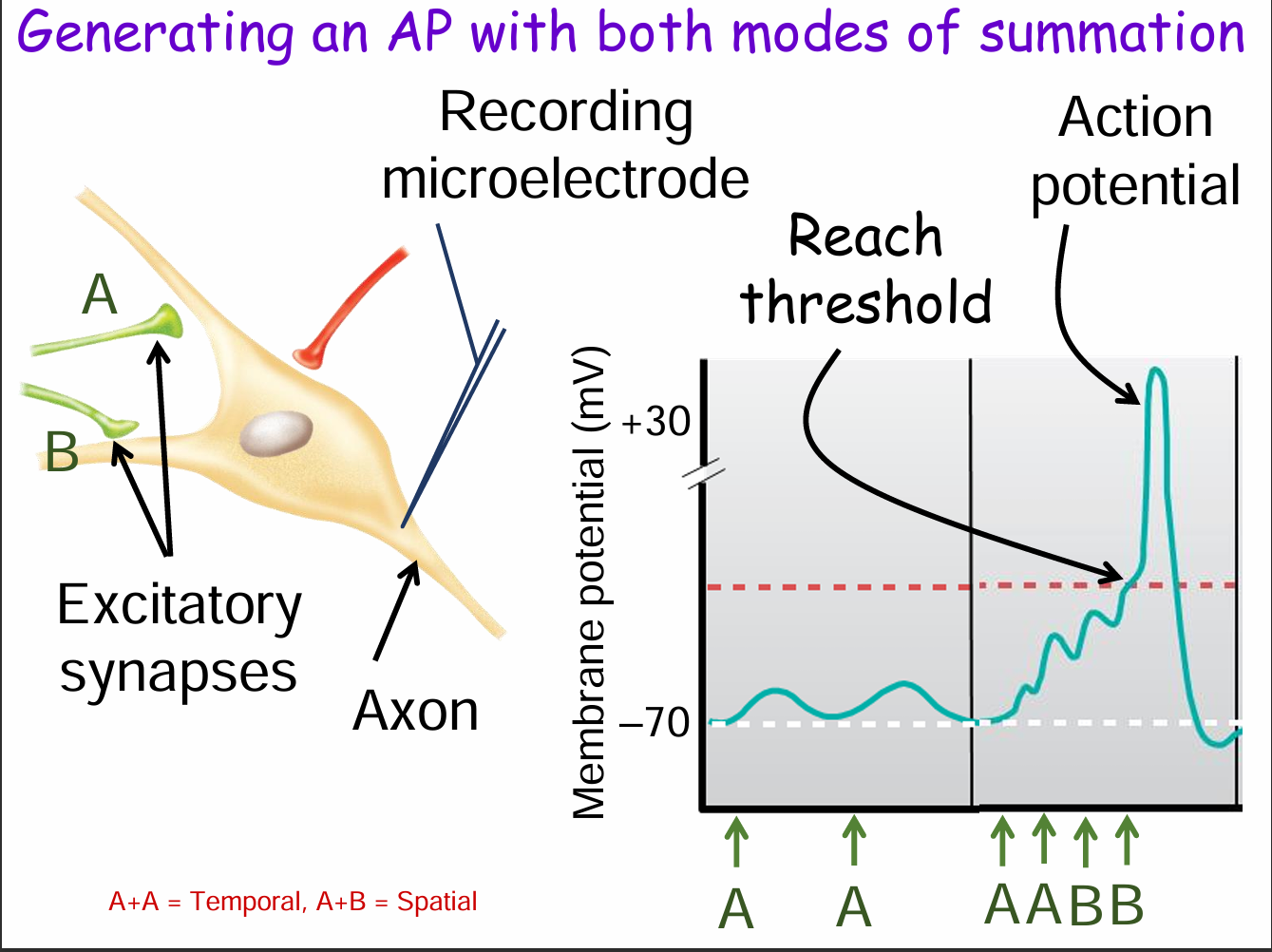 <p>Temporal summation: Repeated input from the same synapse (e.g., A + A).</p><p>Spatial summation: Combined input from multiple synapses (e.g., A + B).</p><p>Together, these raise the membrane potential enough to reach threshold, triggering an action potential.</p>