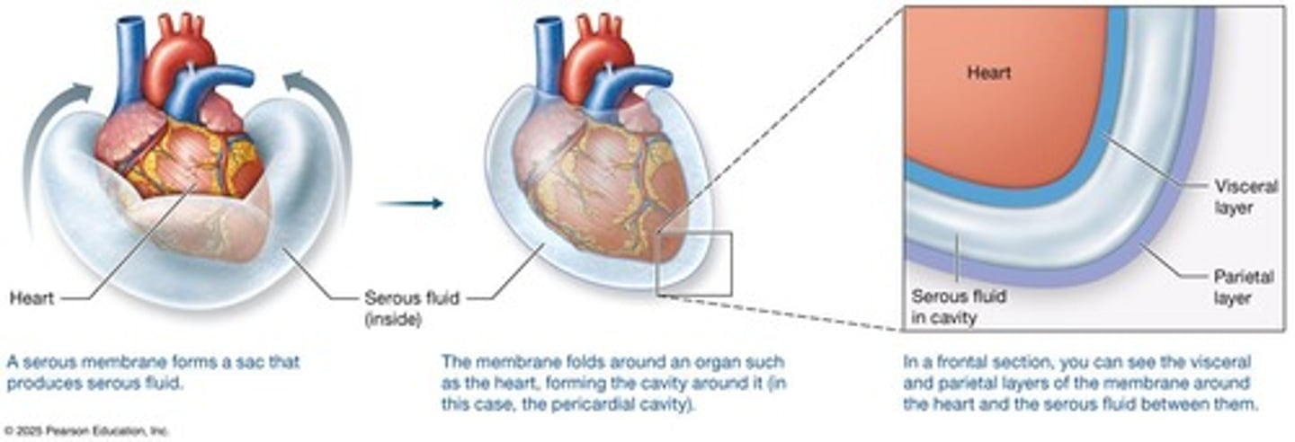 <p>(within mediastinum; serous membrane that surrounds heart).</p>