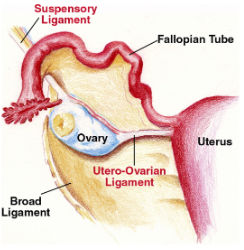 <ul><li><p>attaches the uterus to the body wall</p></li><li><p>suspends the uterus in the dorsal abdomen</p></li><li><p>also connects to the ovaries</p></li></ul><p></p>
