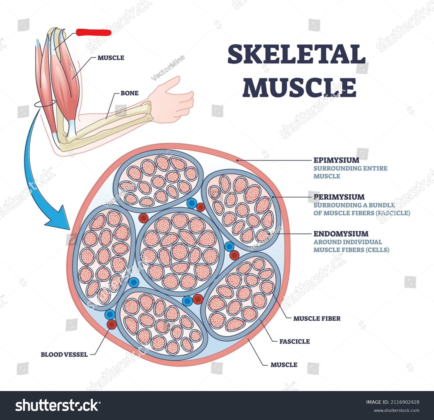 <p><span style="background-color: transparent;"><span>A strong fibrous connective tissue that attaches muscle to bone</span></span></p>